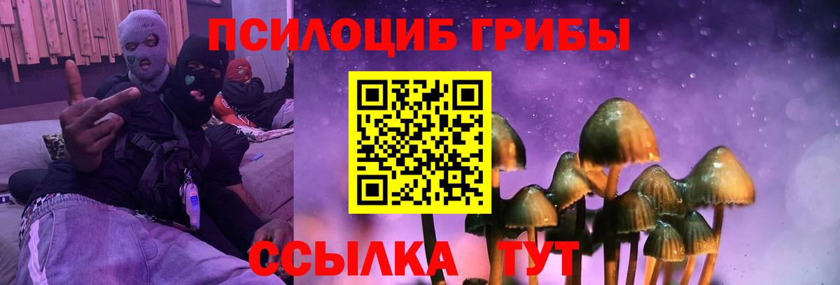 Галлюциногенные грибы Psilocybine cubensis Светлоград