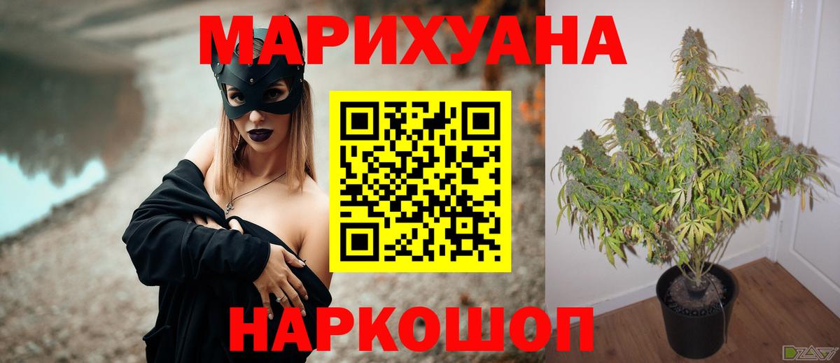Конопля сатива Светлоград